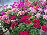 Purchase annuals from Martin Nursery