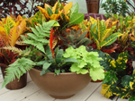 Container Gardens can be purchased at Martin Nursery