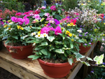 Container Gardens available at Martin Nursery