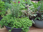 buy herbs from Martin Nursery
