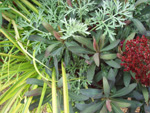 Buy perennials from Martin Nursery