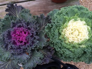 Nagoya White and Nagoya Red Kale