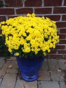 Yellow Mum Blue Pot