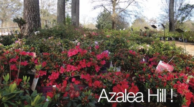 Shade - Crecimiento de plantas perennes y anuales bajo los árboles | Ganadores probados