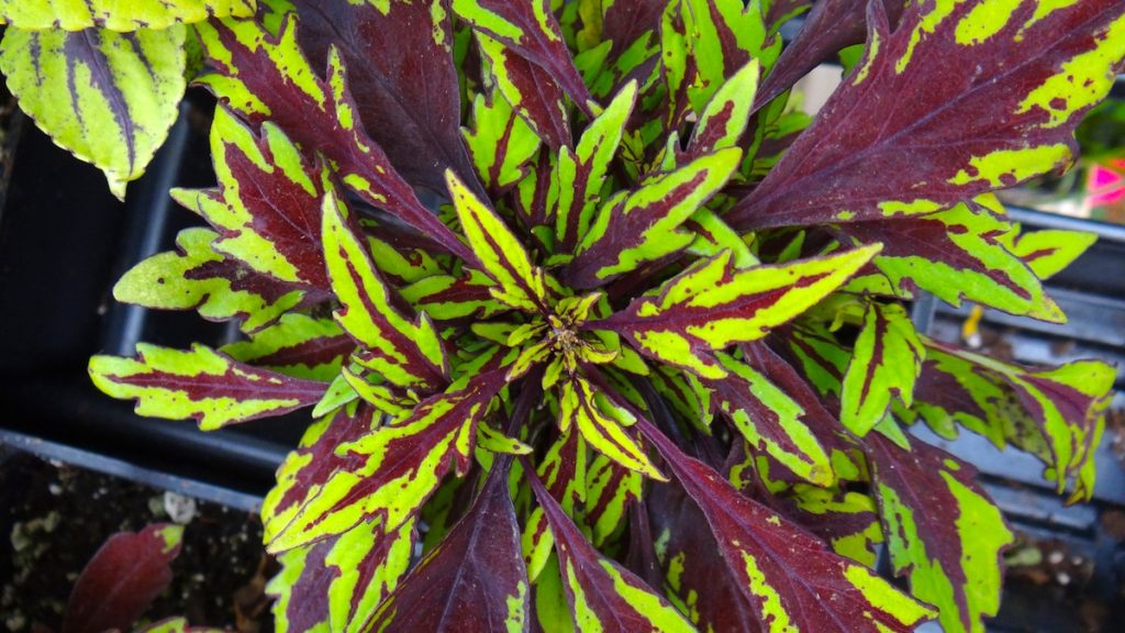 Chipotle Coleus