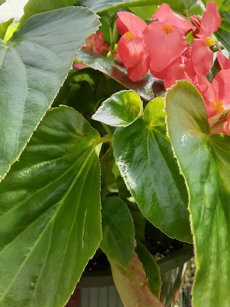 Dragon Wing Begonia Flower