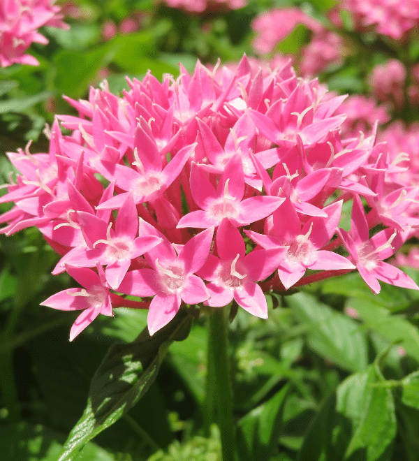 Pentas