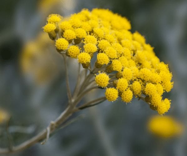 Helichrysum Guide For Growing, Uses, Beautiful Blooms