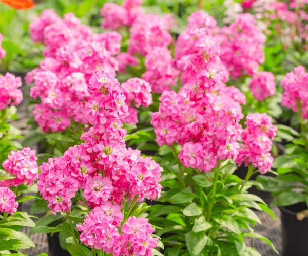 Stock | A Guide To Growing Matthiola Incana In Your Garden