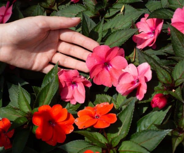 SunPatiens Growing Tips For Vibrant & Hardy SunPatiens
