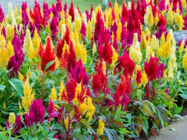 Celosia: A Growing Guide for Vibrant Blooms in Your Garden