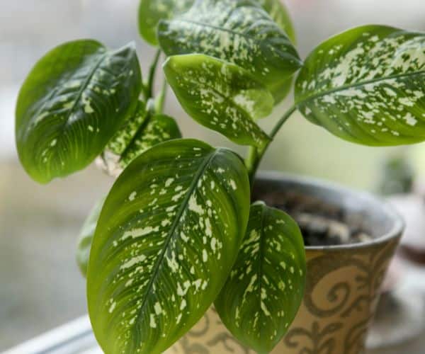 Dieffenbachia Care Tips For Thriving Dumb Cane Plants