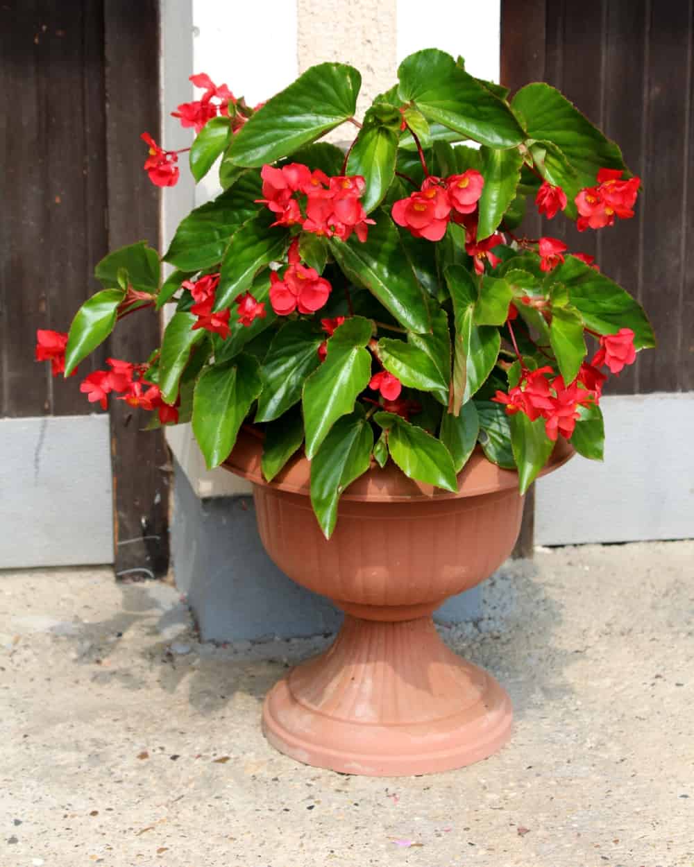 Begonia dragon wing red hotsell
