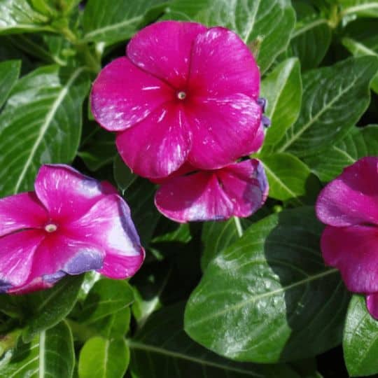 Vinca Delights Learn Expert Care & Explore Varieties