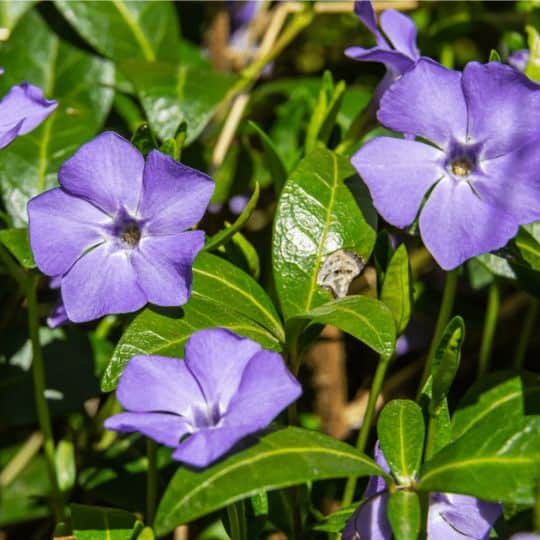 Vinca Delights Learn Expert Care & Explore Varieties