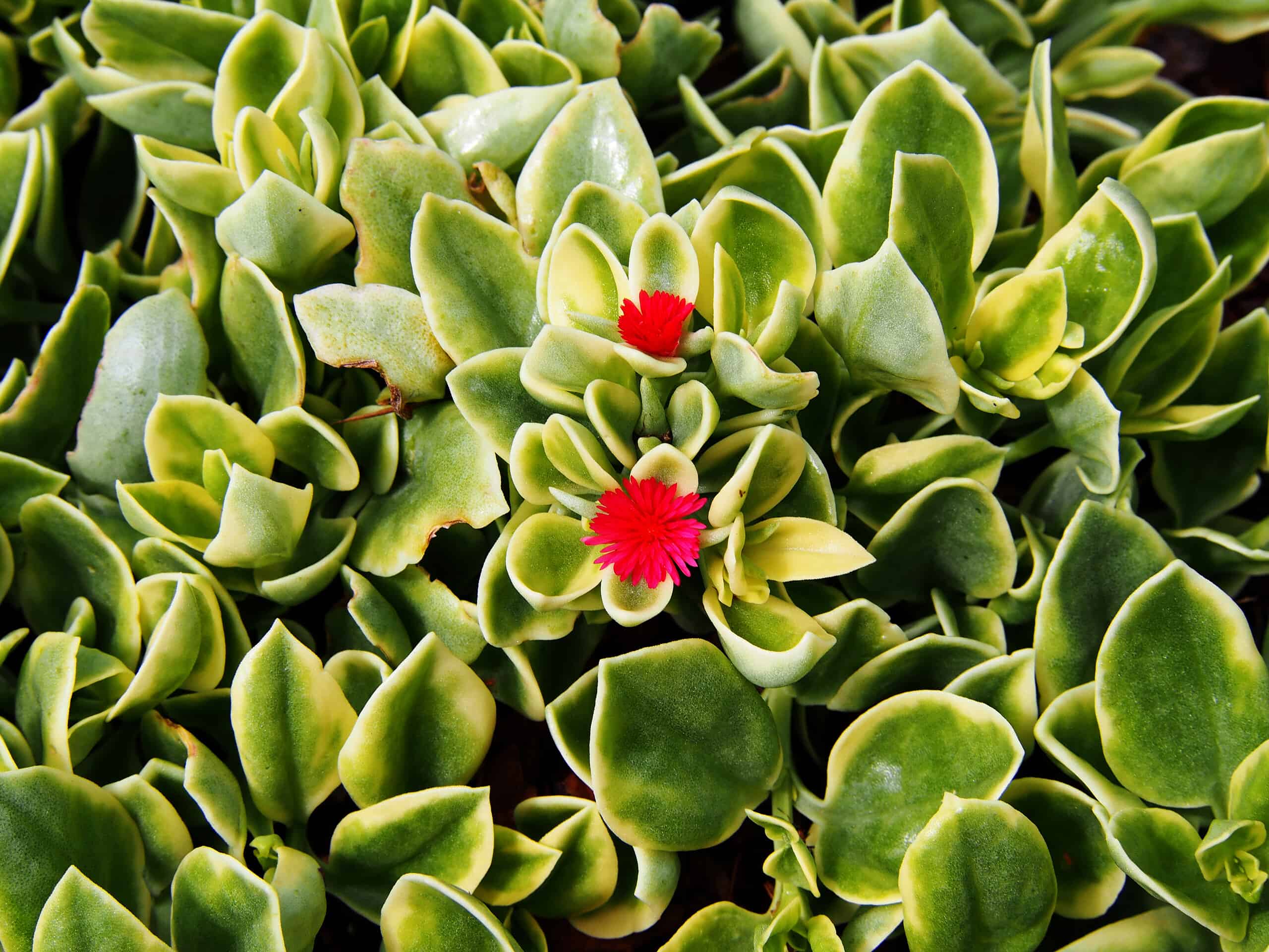 Livingstone daisy discount