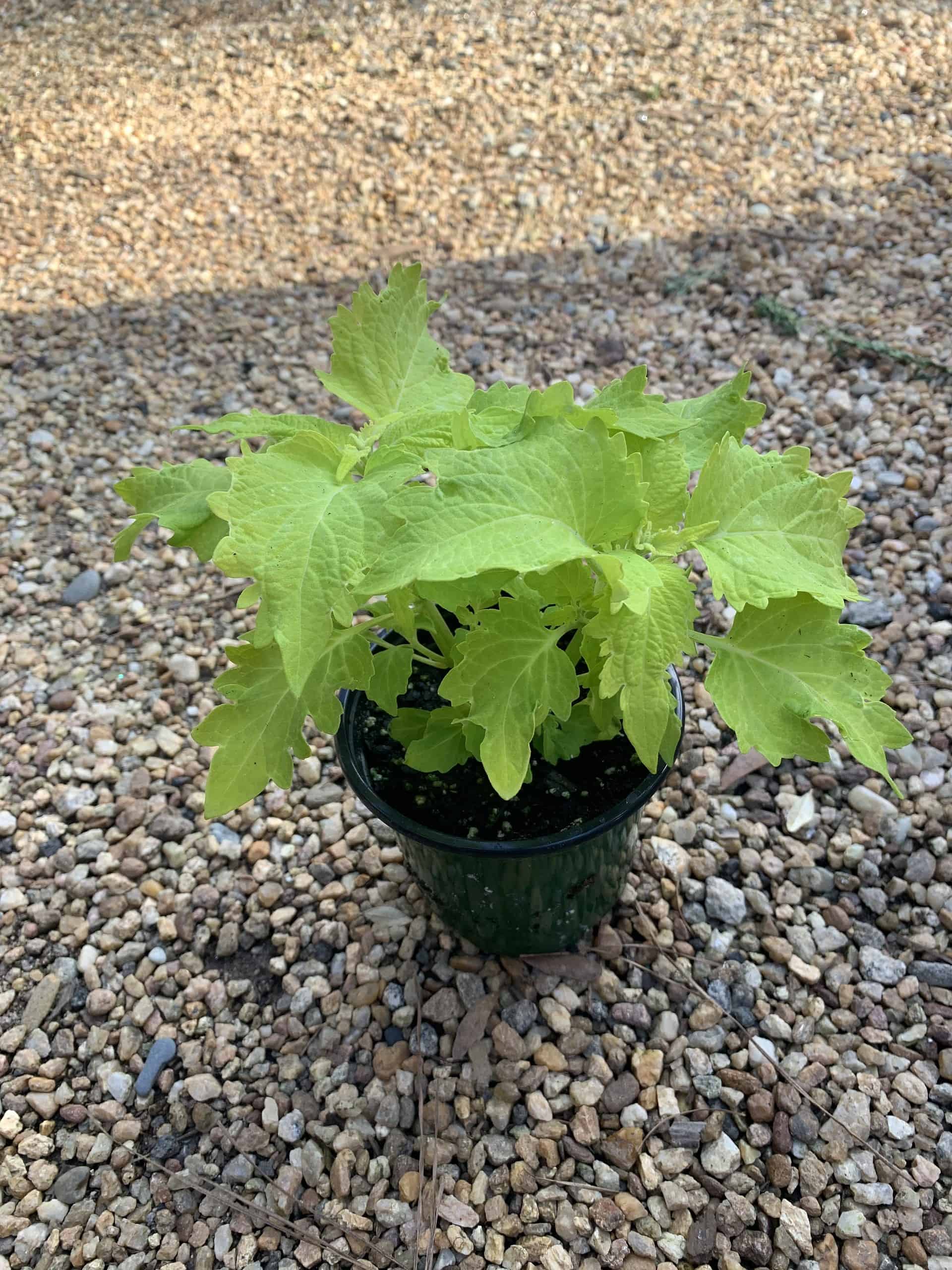 Coleus Tips, Care, and Varieties for Stunning Gardens