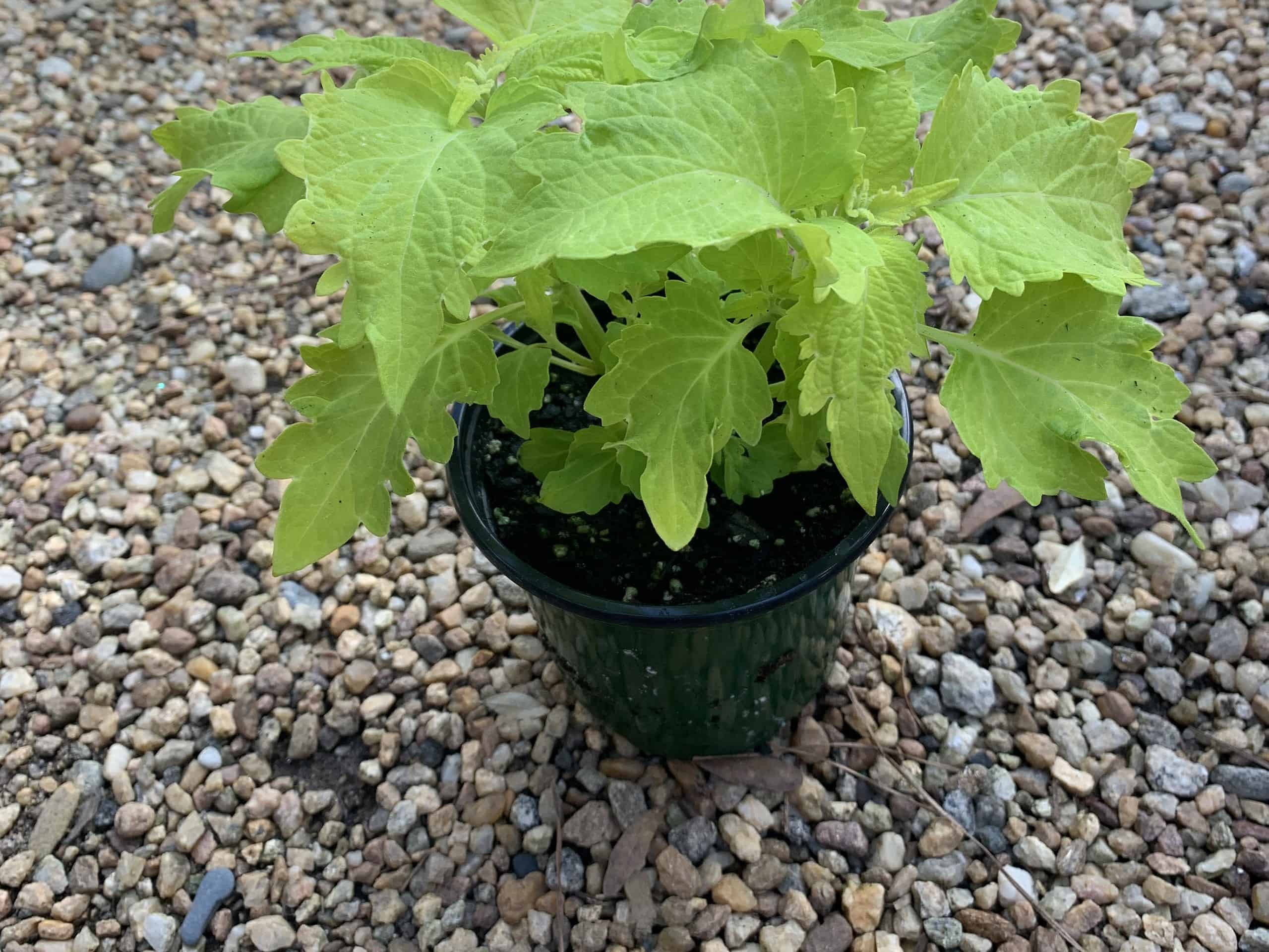 Coleus Tips, Care, and Varieties for Stunning Gardens