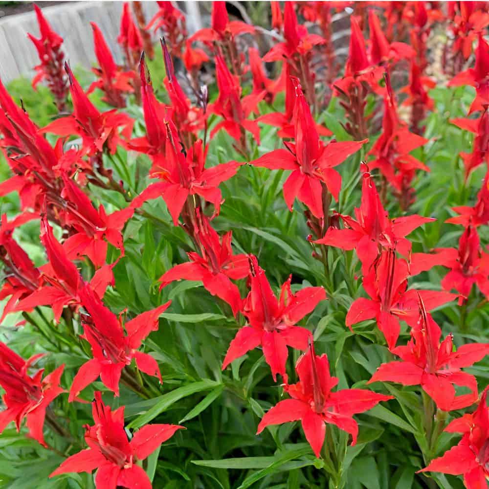 Cardinal Flowers A Growing Guide For Vibrant Blooms