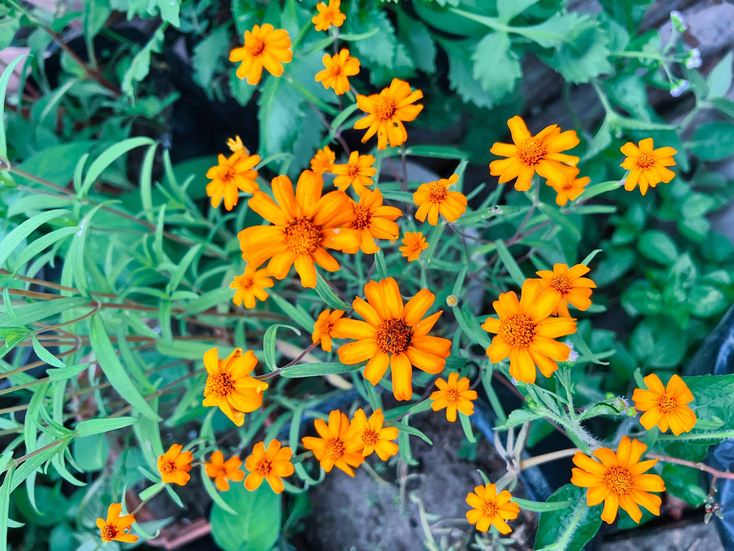 Zinnia Cultivate Blooms Of Beauty for Your Vibrant Garden