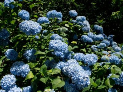 Mophead Hydrangea A Growth And Care Guide