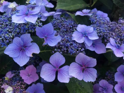 Purple Mountain Hydrangea