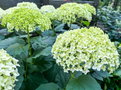 Smooth Hydrangea Flowers