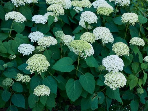 Smooth Hydrangea