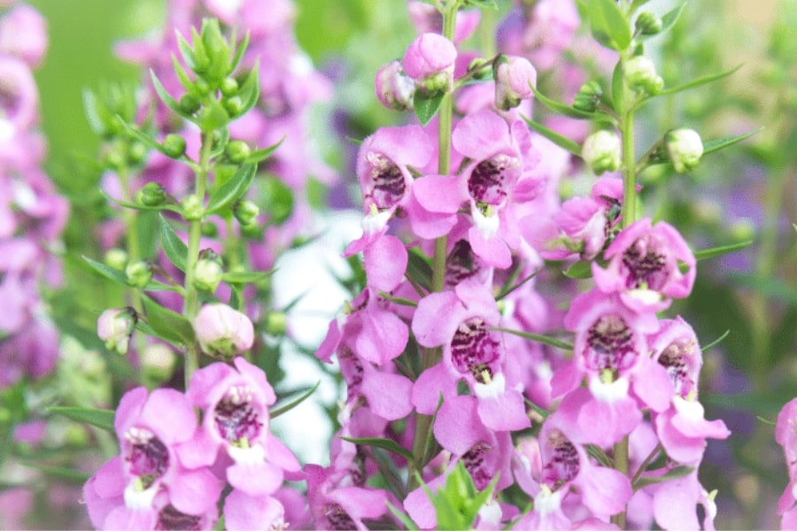Angelonia Flowers