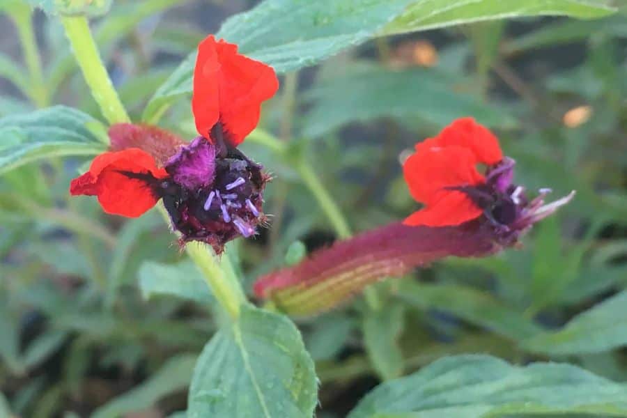 Bat Faced Cuphea
