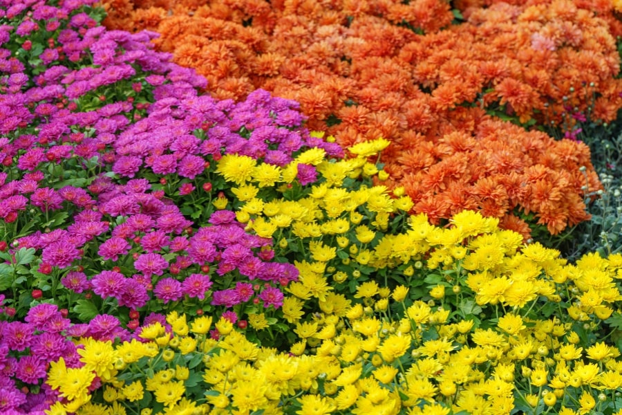 Chrysanthemums