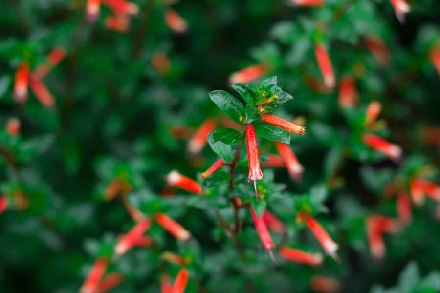 Cigar Plant Cuphea