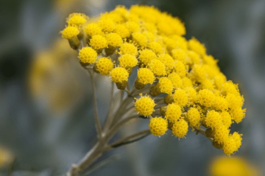 Helichrysum Flowers