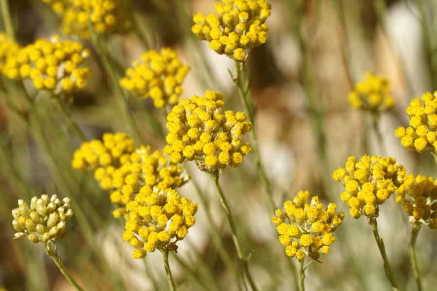 Helichrysum Garden