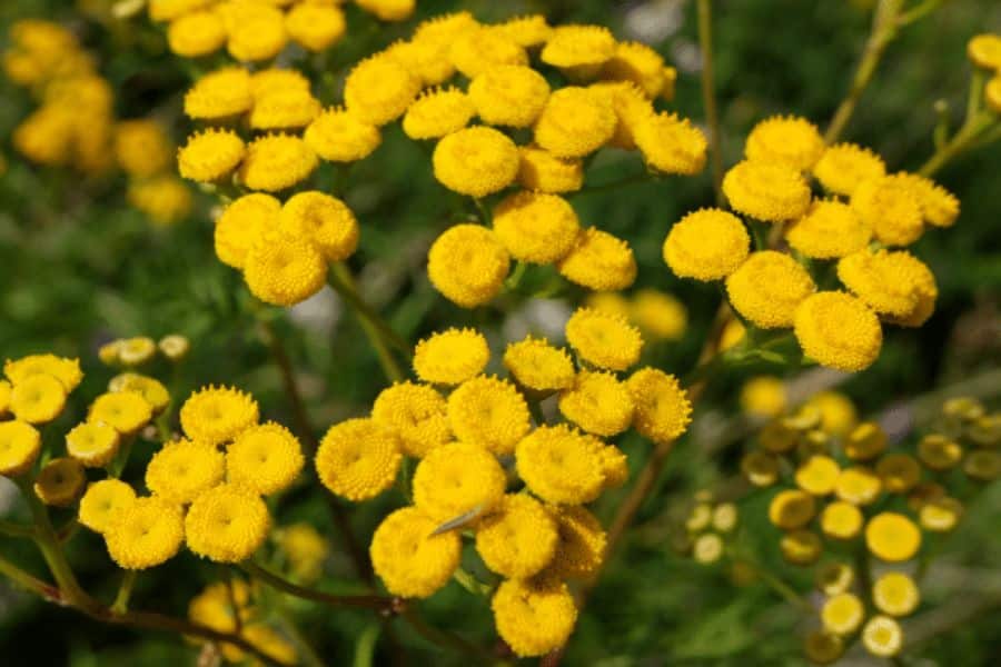 Helichrysum