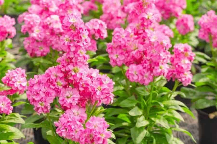 Matthiola Incana