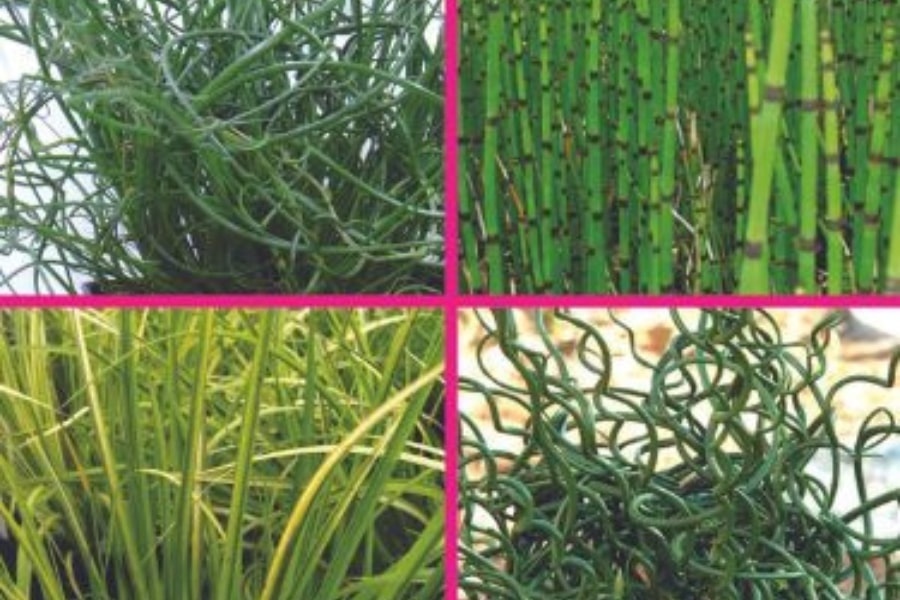 Ornamental Grasses