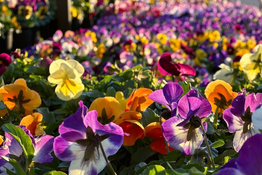 Pansies
