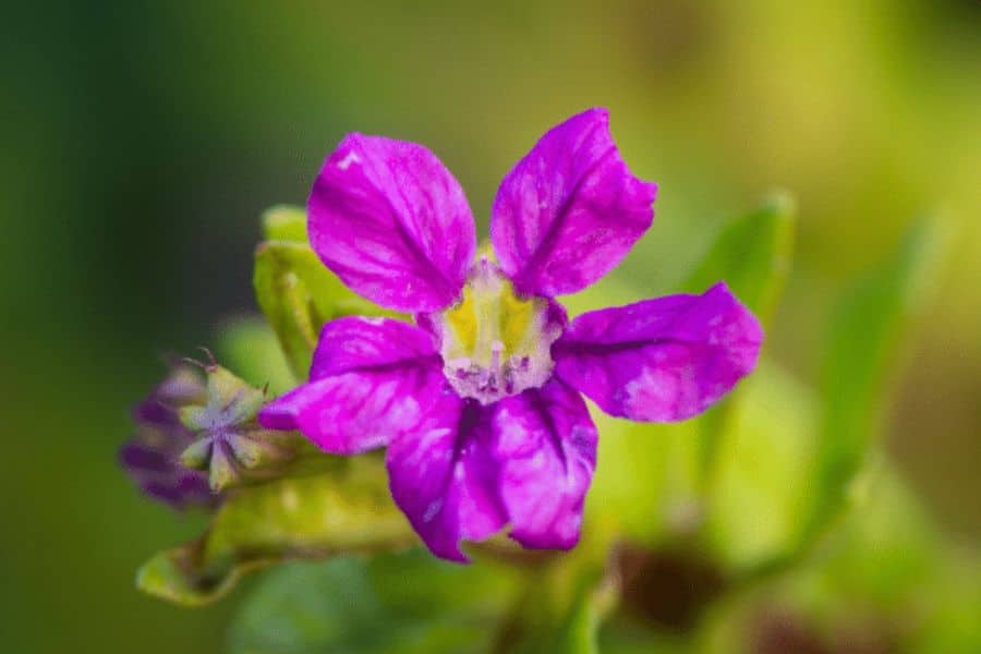 Pink Cuphea