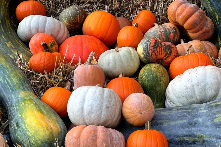 Pumpkins & Gourds