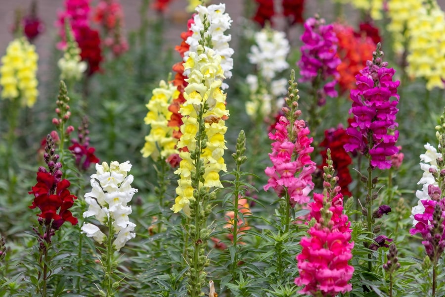 Snapdragons