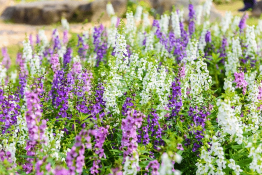 Summer Snapdragons