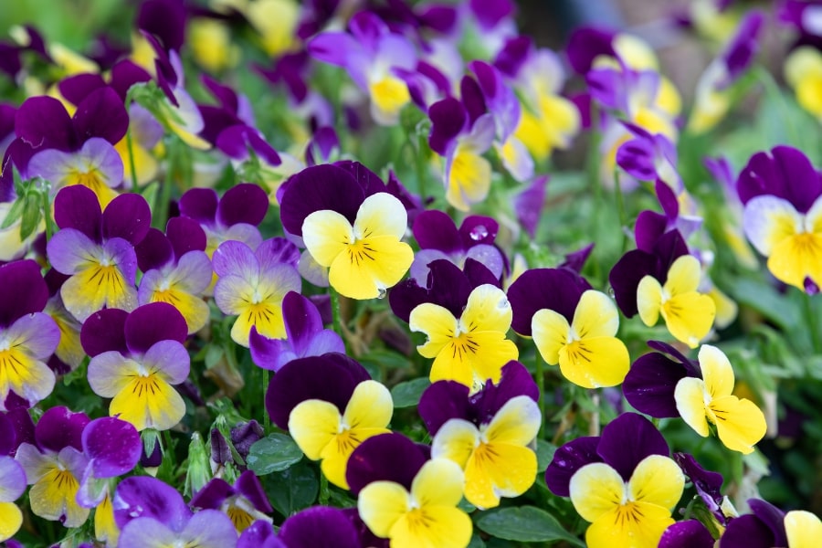 Violas